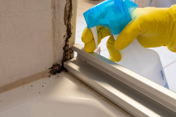 Professional Mold Remediation in Four Bridges, OH